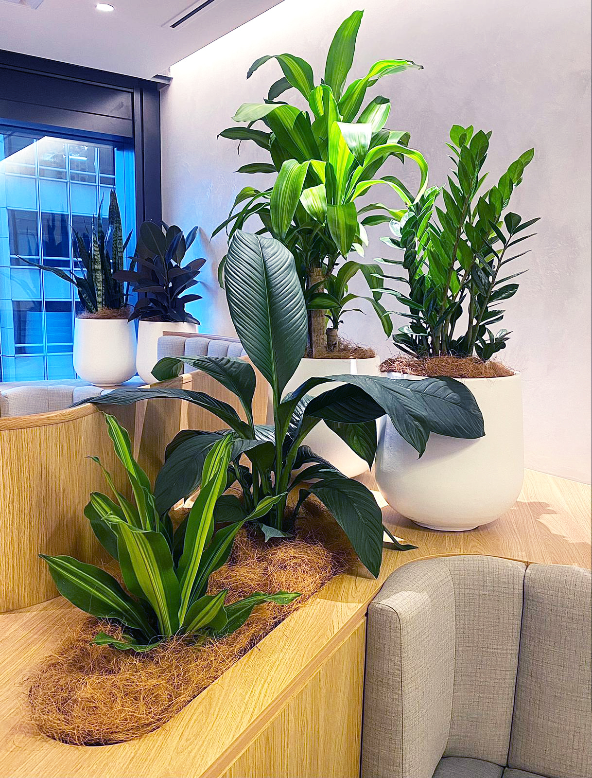 desk plants