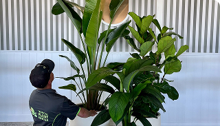 plants for events sydeny