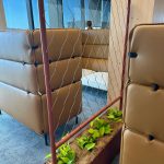 green star event plant hire