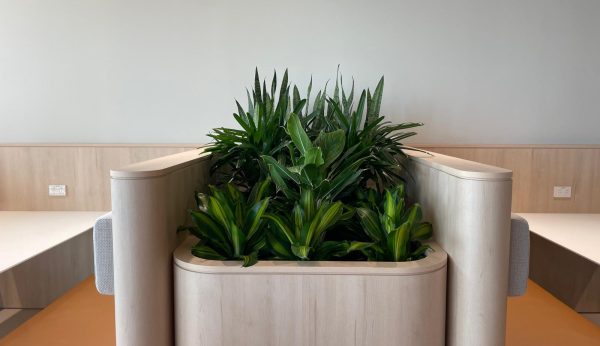 sustainable indoor plant hire