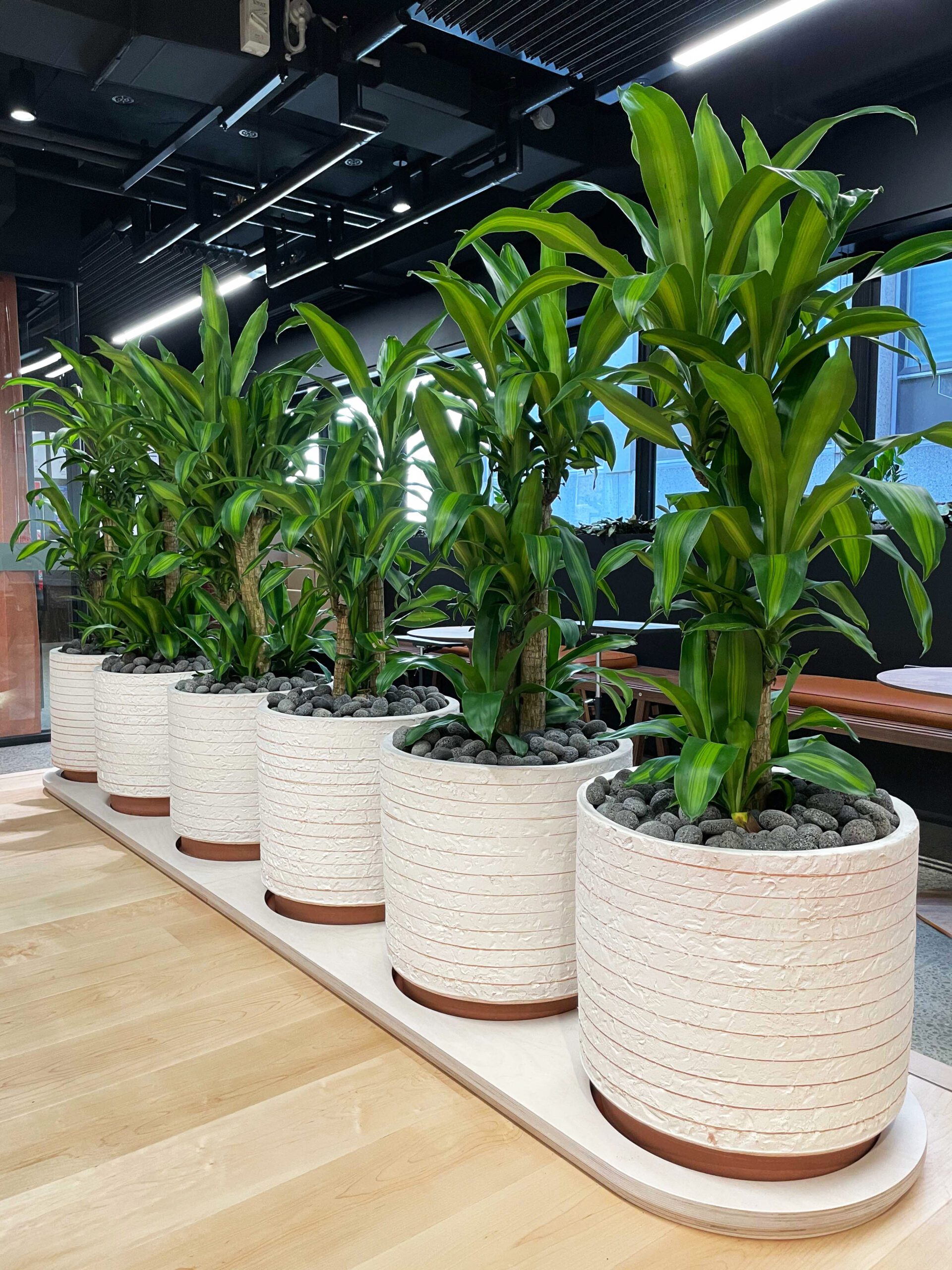 happy plants in custom pots 2