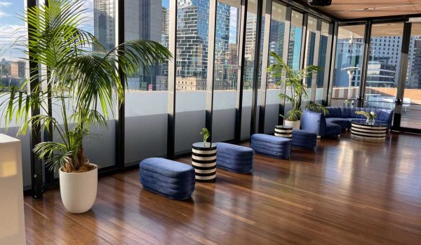 Indoor fern pot plants