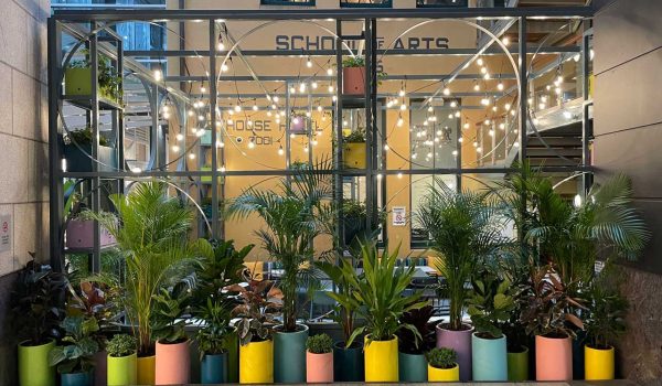 Pot plant indoor hire