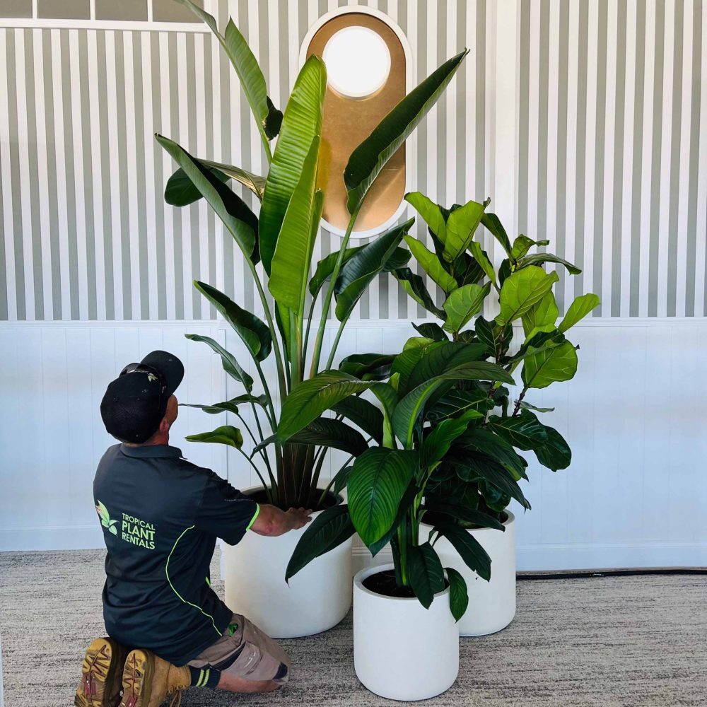 plants for hire brisbane