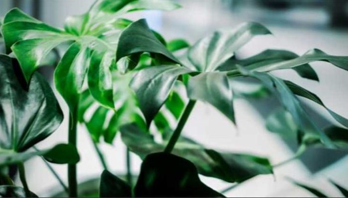 indoor plant rentals