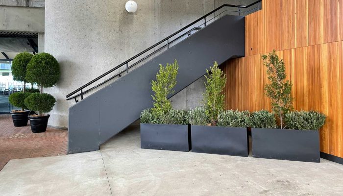TPR Indoor plant hire near stairs