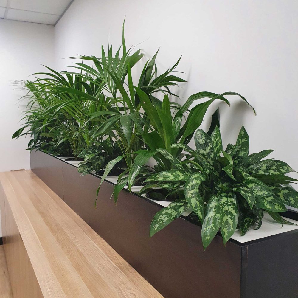 TPR Indoor plant hire