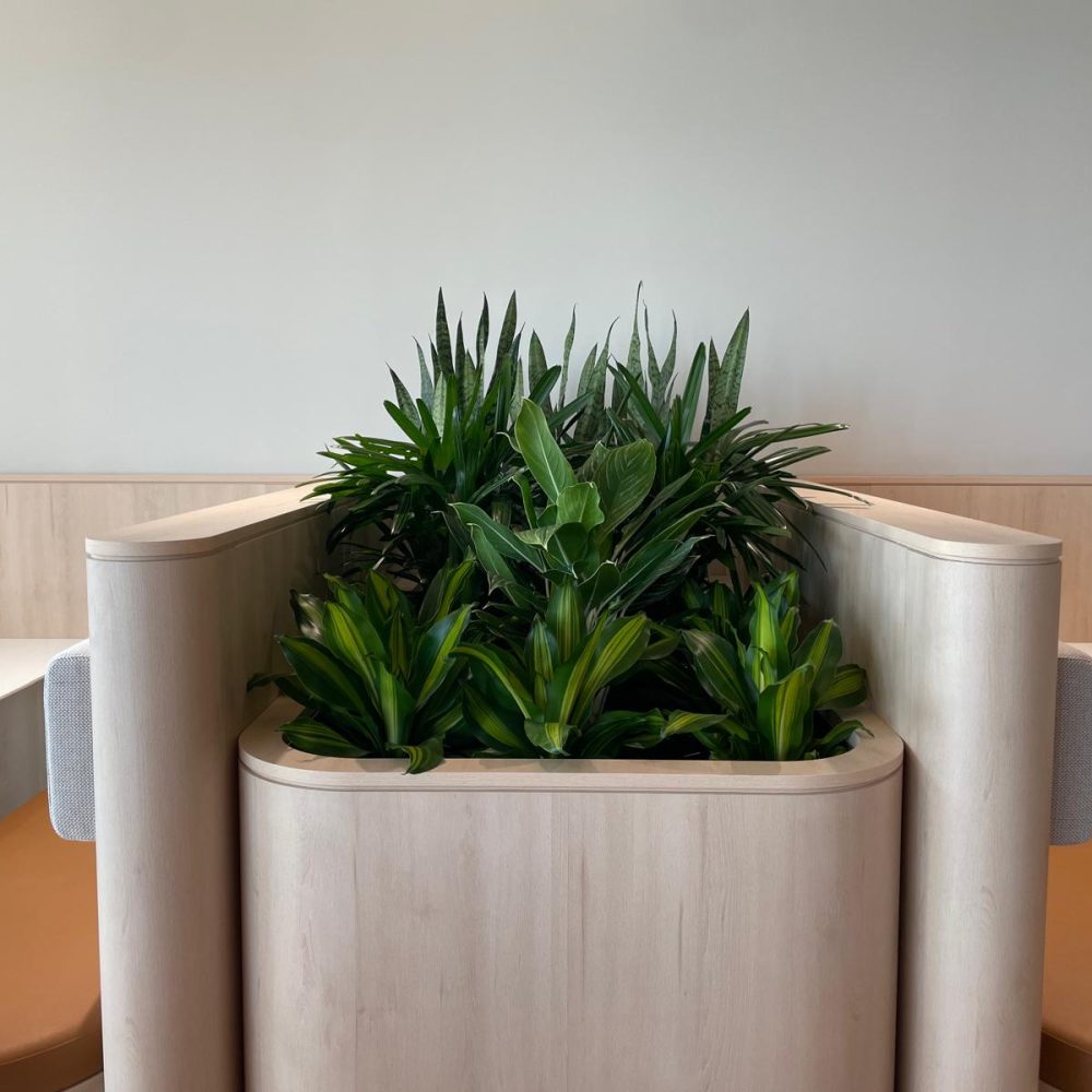 sustainable indoor plant hire