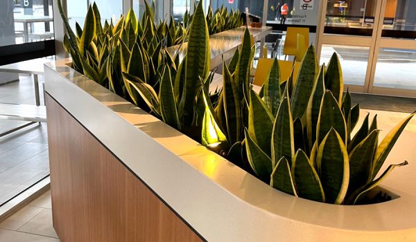 Indoor business plant hire