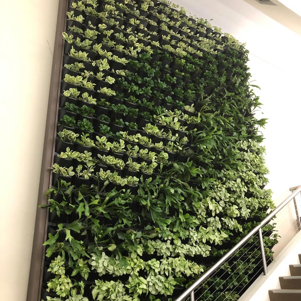 Pot plant green wall