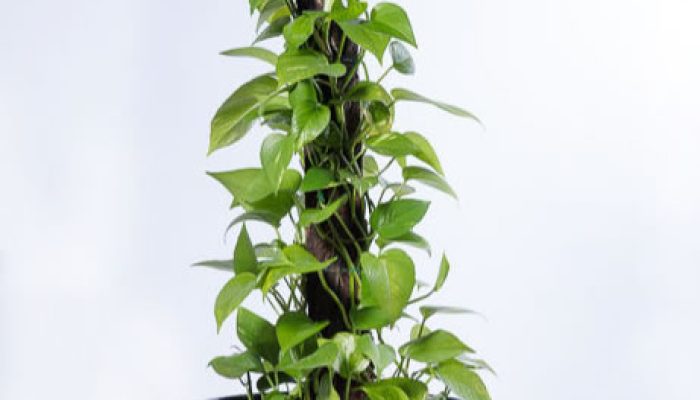 pothos devils ivy top 5 indoor plants hire